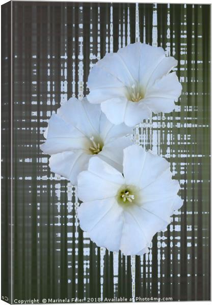 three white flowers Canvas Print by Marinela Feier