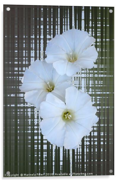 three white flowers Acrylic by Marinela Feier