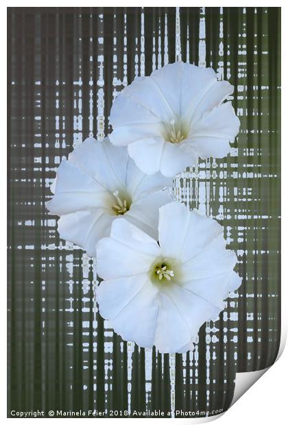 three white flowers Print by Marinela Feier
