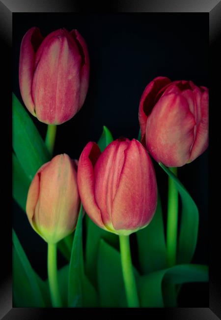 Pink tulips on black background Framed Print by Larisa Siverina