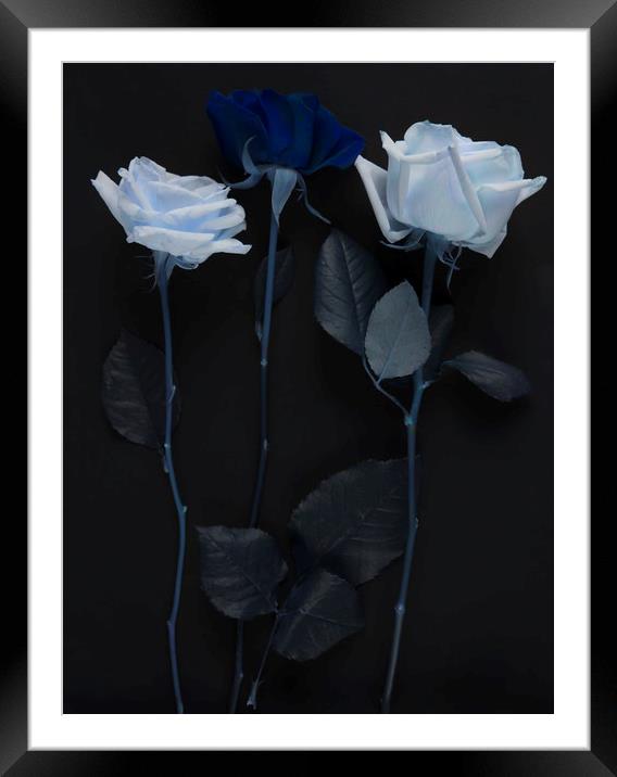 Blue rose bouquet Framed Mounted Print by Larisa Siverina