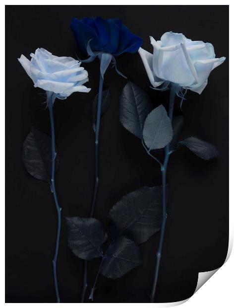 Blue rose bouquet Print by Larisa Siverina