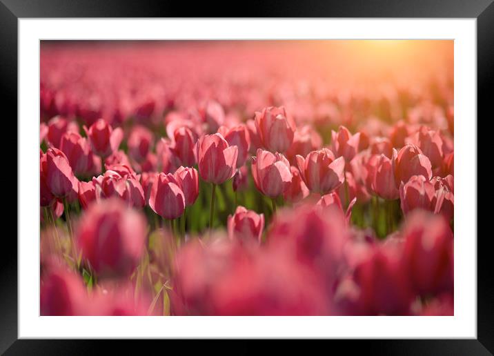 Red tulips sunset Framed Mounted Print by Ankor Light