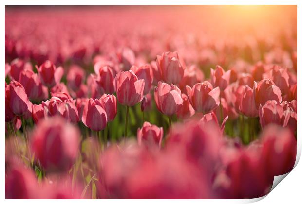 Red tulips sunset Print by Ankor Light