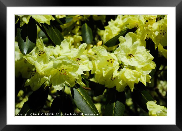 Yellow rhododendrons  Framed Mounted Print by PAUL OLBISON