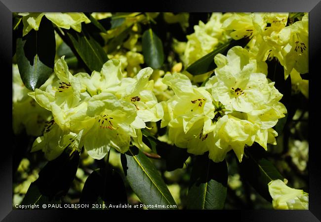 Yellow rhododendrons  Framed Print by PAUL OLBISON