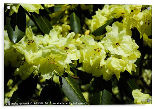 Yellow rhododendrons  Acrylic by PAUL OLBISON