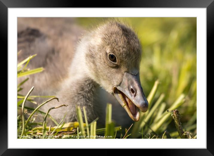 Greylag Gosling  Framed Mounted Print by Ray Pritchard