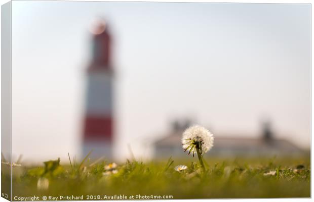 Dandelion at Souter Canvas Print by Ray Pritchard