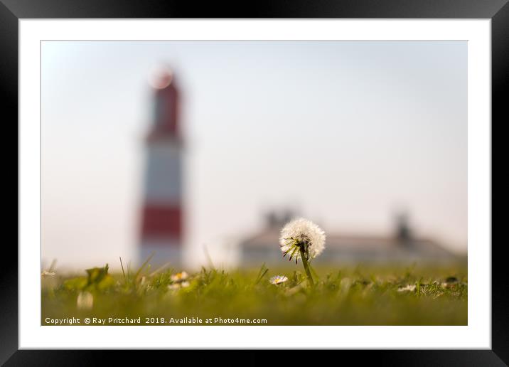 Dandelion at Souter Framed Mounted Print by Ray Pritchard