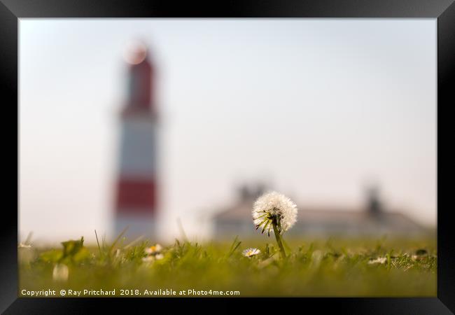 Dandelion at Souter Framed Print by Ray Pritchard