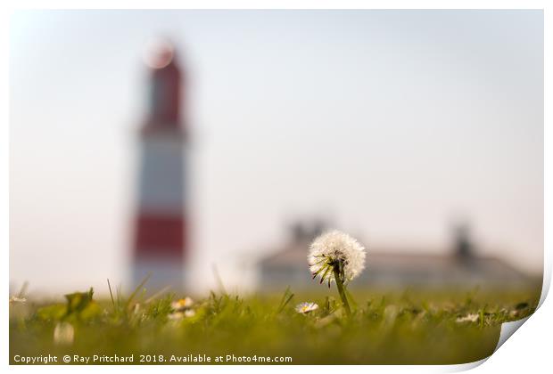 Dandelion at Souter Print by Ray Pritchard