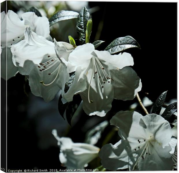 White evergreen and scented Azalea flowers Canvas Print by Richard Smith