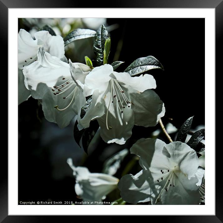 White evergreen and scented Azalea flowers Framed Mounted Print by Richard Smith