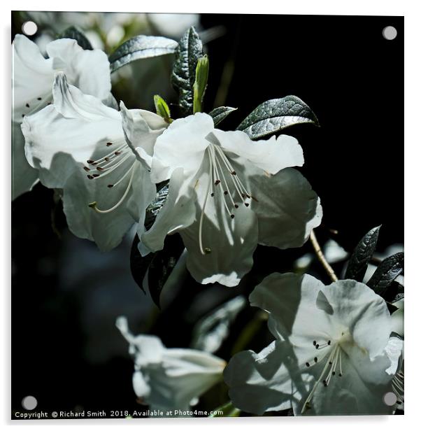 White evergreen and scented Azalea flowers Acrylic by Richard Smith