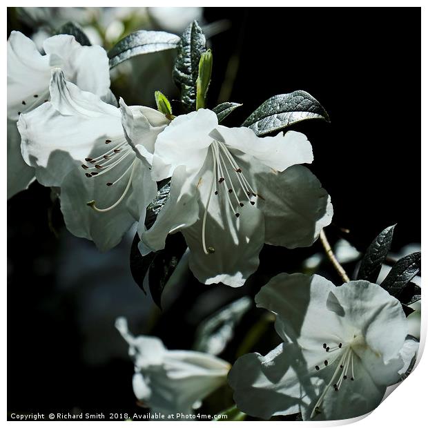 White evergreen and scented Azalea flowers Print by Richard Smith