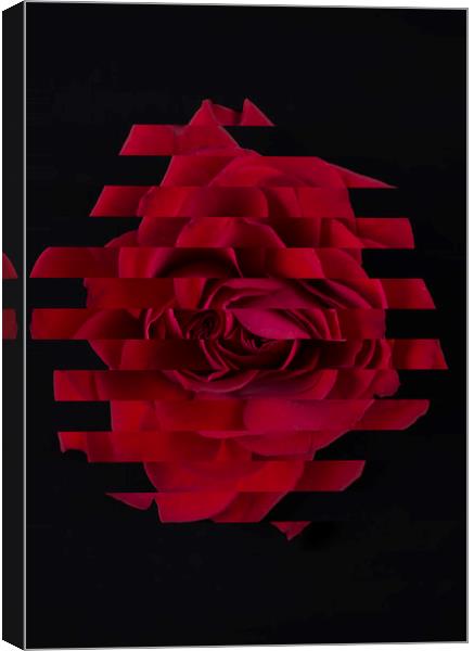 Red abstract rose Canvas Print by Larisa Siverina