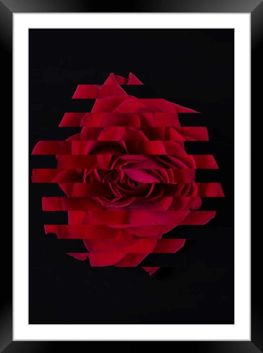 Red abstract rose Framed Mounted Print by Larisa Siverina