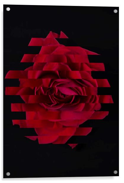 Red abstract rose Acrylic by Larisa Siverina