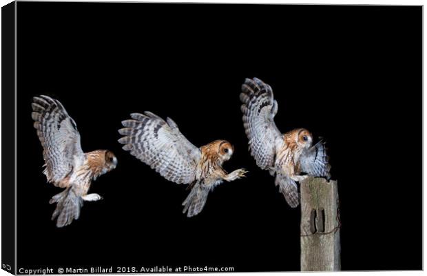 Tawny Owl Canvas Print by Martin Billard