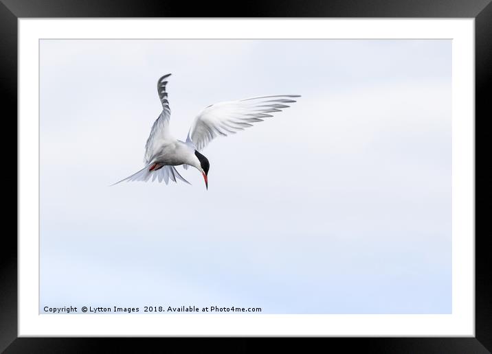 Guardian Angel (common Tern) Framed Mounted Print by Wayne Lytton