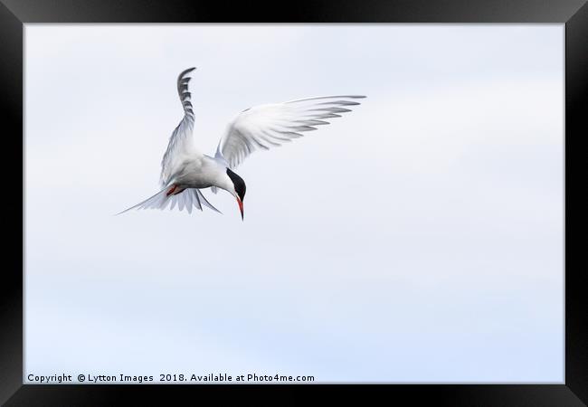 Guardian Angel (common Tern) Framed Print by Wayne Lytton