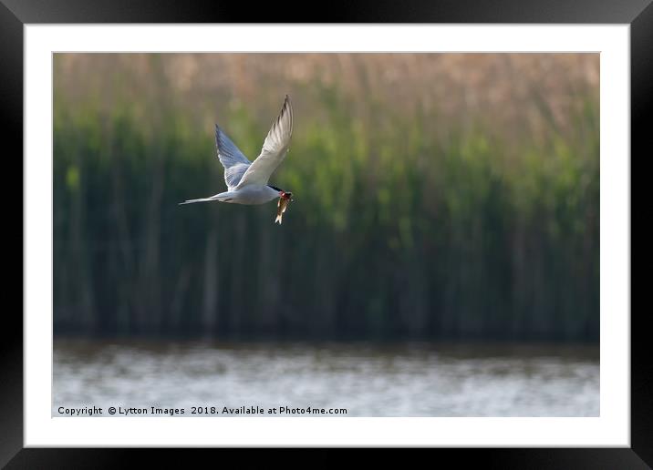 Fish Supper (common Tern) Framed Mounted Print by Wayne Lytton