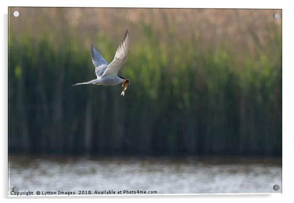 Fish Supper (common Tern) Acrylic by Wayne Lytton