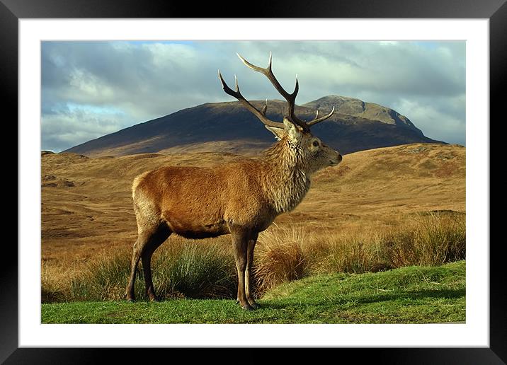 Stag Framed Mounted Print by Sam Smith