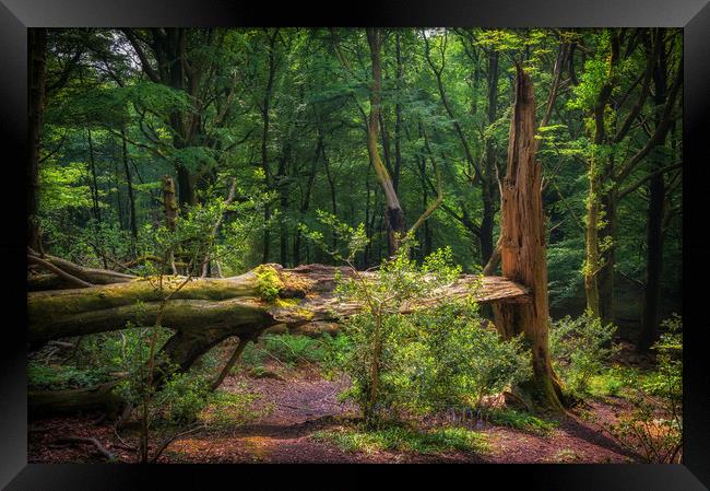 Fallen Giant Framed Print by Richard Downs