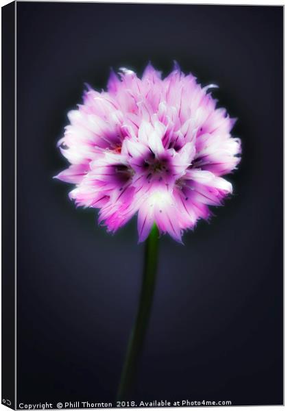Single flowering Chive herb. Canvas Print by Phill Thornton
