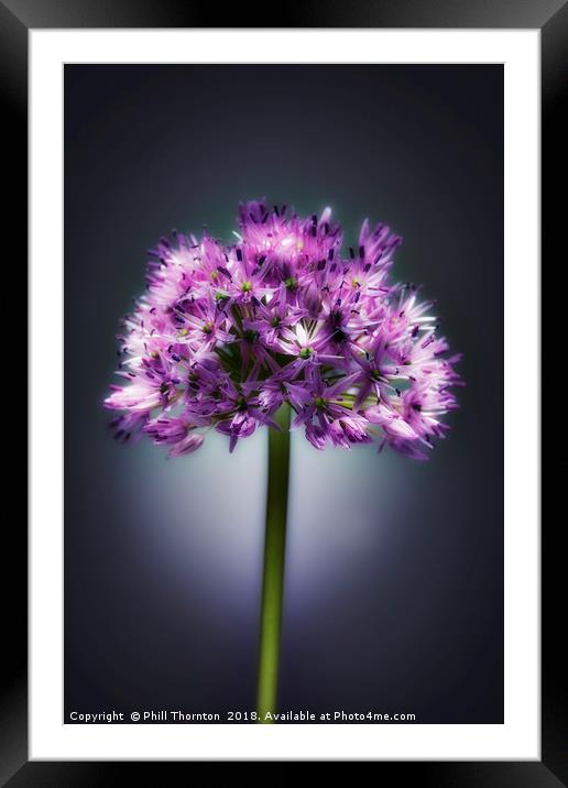 Single purple Allium. Framed Mounted Print by Phill Thornton