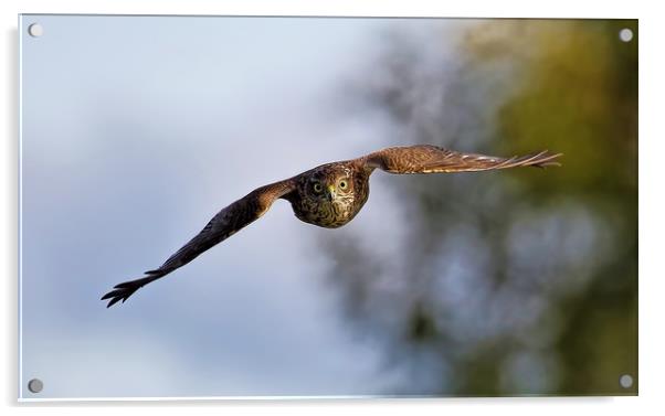 Wild Sparrowhawk Acrylic by Ste Jones