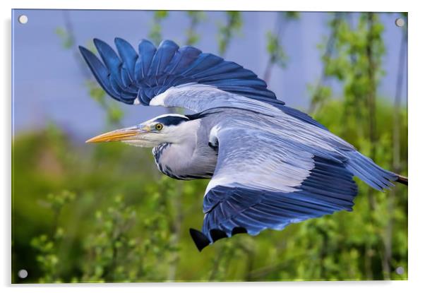 Grey Heron Acrylic by Ste Jones