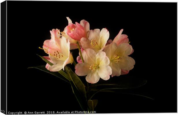 Rhododendron Blossom Canvas Print by Ann Garrett