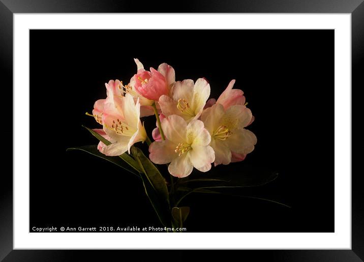 Rhododendron Blossom Framed Mounted Print by Ann Garrett