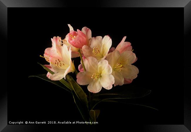 Rhododendron Blossom Framed Print by Ann Garrett