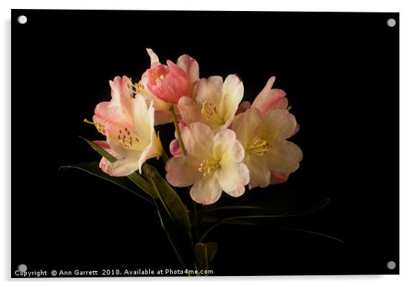 Rhododendron Blossom Acrylic by Ann Garrett