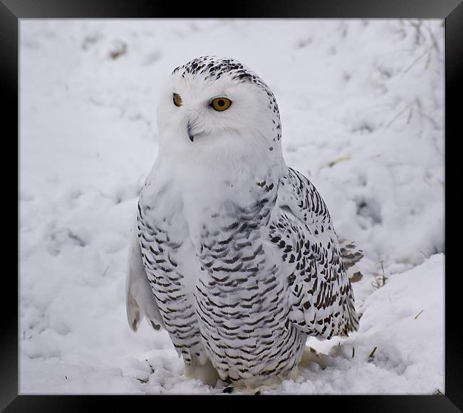 Snowy Owl Framed Print by Sam Smith