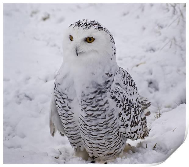 Snowy Owl Print by Sam Smith