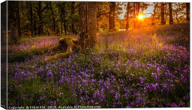 Bluebells in the sunset Canvas Print by Angela H