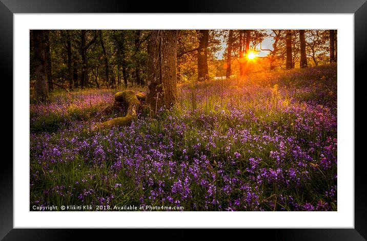 Bluebells in the sunset Framed Mounted Print by Angela H