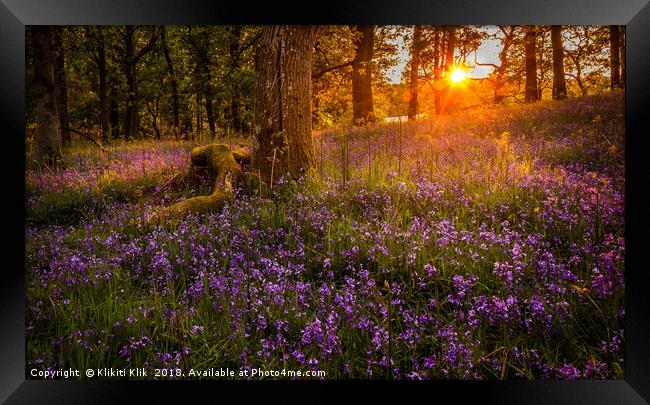 Bluebells in the sunset Framed Print by Angela H