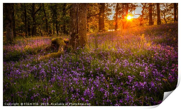 Bluebells in the sunset Print by Angela H