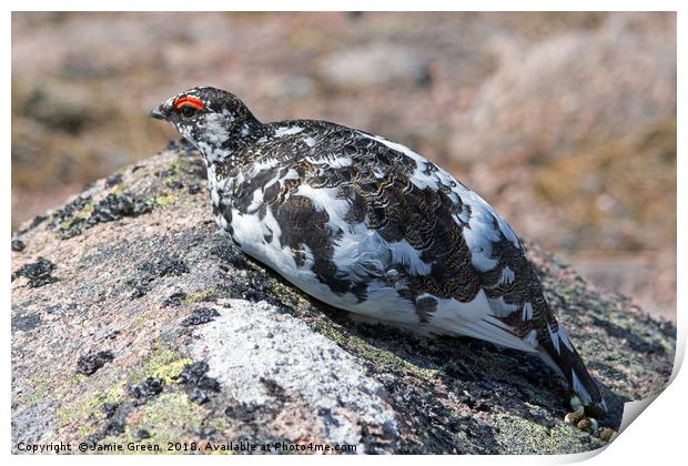 Ptarmigan Print by Jamie Green