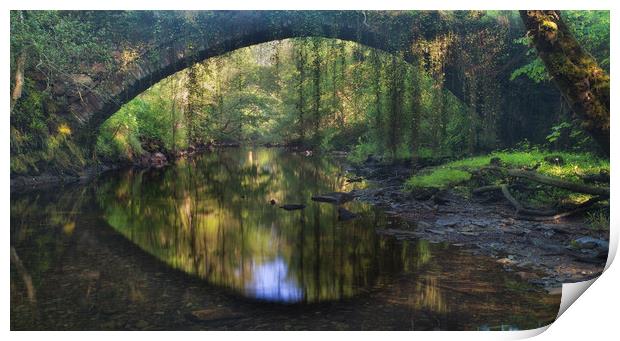 Rainforest bridge Print by Rory Trappe