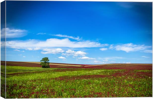 Lonely tree in red clover field. Canvas Print by Sergey Fedoskin