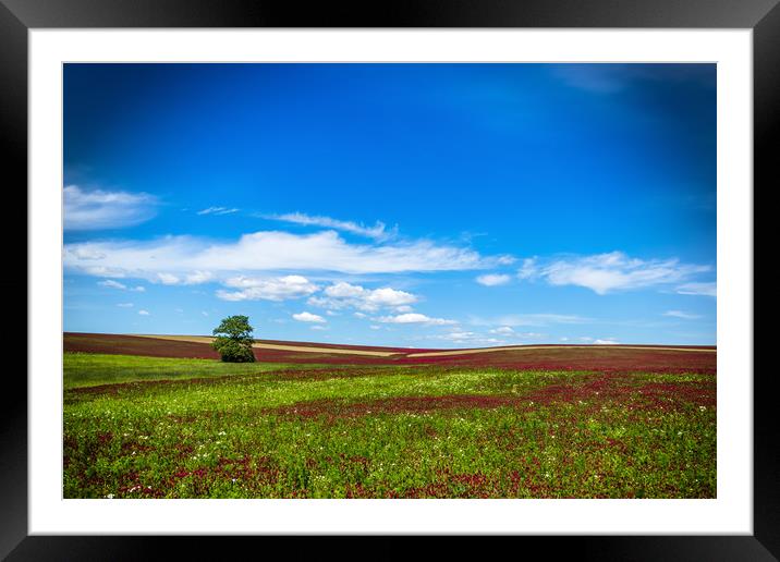 Lonely tree in red clover field. Framed Mounted Print by Sergey Fedoskin