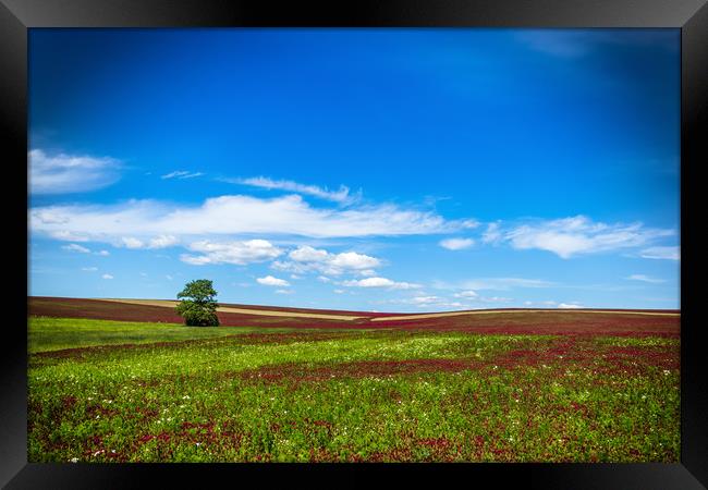 Lonely tree in red clover field. Framed Print by Sergey Fedoskin