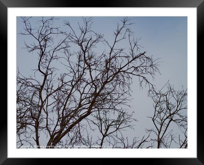 Bare tree branches in Winter  Framed Mounted Print by Margaret Stanton